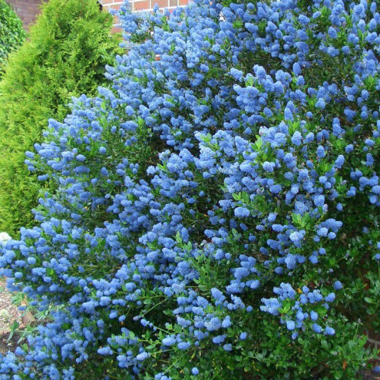 Céanothe bleue - Vente Ceanothus thyrsiflorus 'Victoria' - Lilas de  Californie persistant