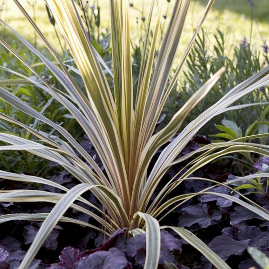 Cordyline 'Torbay Dazler' - Vente plant Dracaena australis panaché