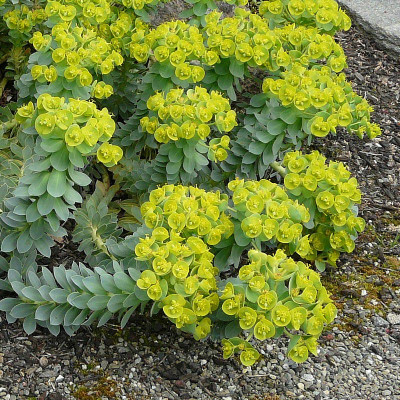 Euphorbe de Corse - Vente Euphorbia myrsinites