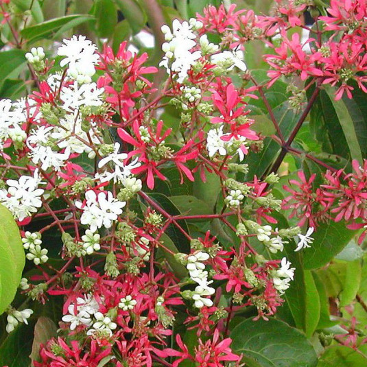 Heptacodion de Chine - Heptacodium miconioïdes - Vente Arbre aux sept fleurs