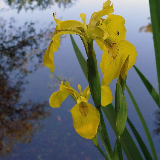Iris pseudacorus - Vente Iris jaune des marais