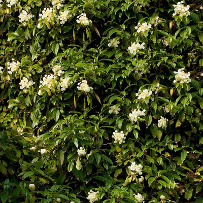 Hydrangea seemanii - Vente Hortensia grimpant persistant