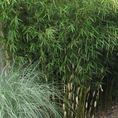 Fargesia robusta 'Pingwu' - Vente Bambou NON-INVASIF