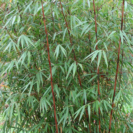 Fargesia scabrida 'Asian Wonder' - Vente Bambou coloré