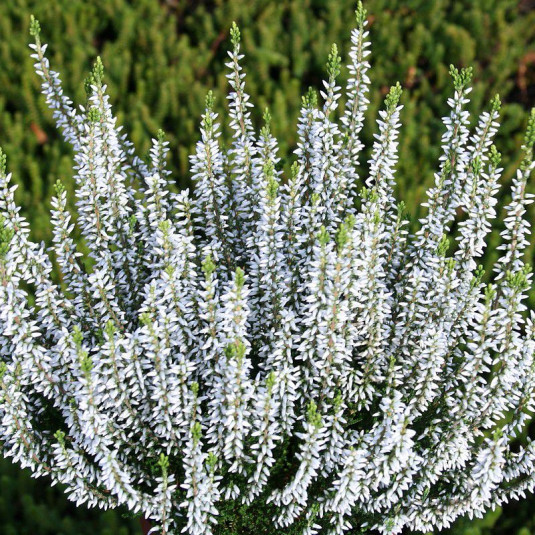 Bruyère commune blanche - Vente Calluna vulgaris 'Velvet fascination'