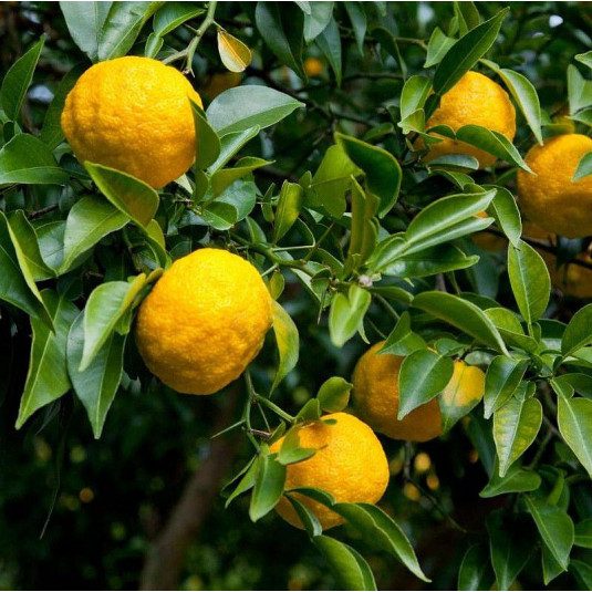 Yuzu - Citron japonais - Acheter arbuste Citrus junos