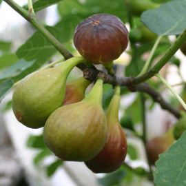 Ficus carica 'Précoce de Dalmatie' - Figuier fruits verts comestibles