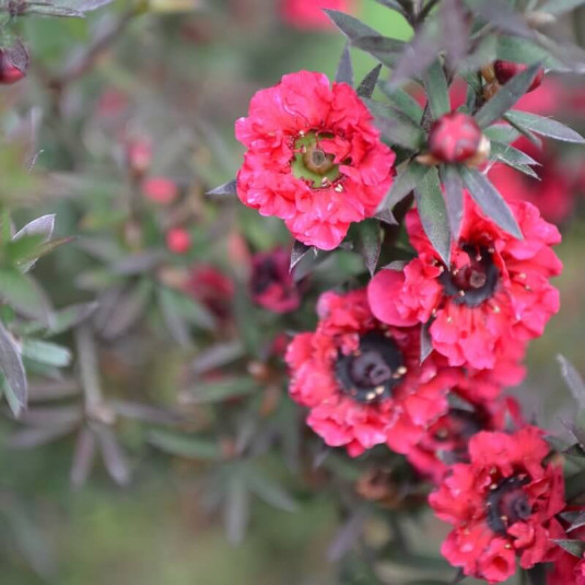 Leptospermum scoparium 'Wiki Kerry' - Manuka rouge compact | mesArbustes.com