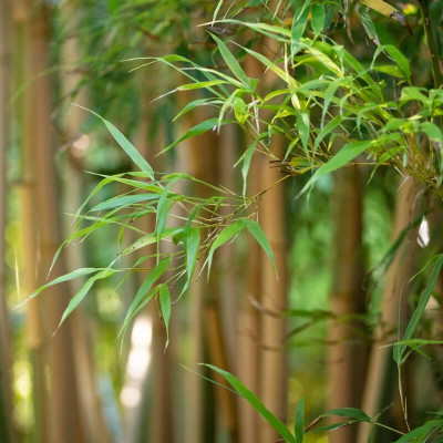 Bambou Fargesia Campbell - Vente en ligne de plants de Bambou Fargesia  Campbell pas cher