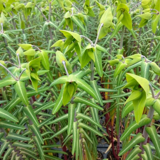 Euphorbe des jardins - Vente Euphorbia lathyris