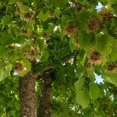 Noisetier - Acheter Corylus - Vente arbres fruitiers