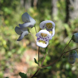 Jovellana punctata - plante de collection