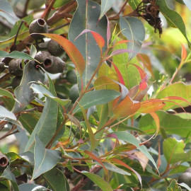 Corymbia ficifolia - Eucalyptus à feuilles de figuier