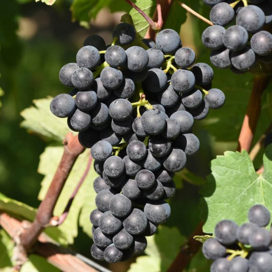 Vitis 'Muscat bleu' *ZPd4 - Vigne 'Muscat bleu' - Vigne à raisins noirs résistante aux maladies