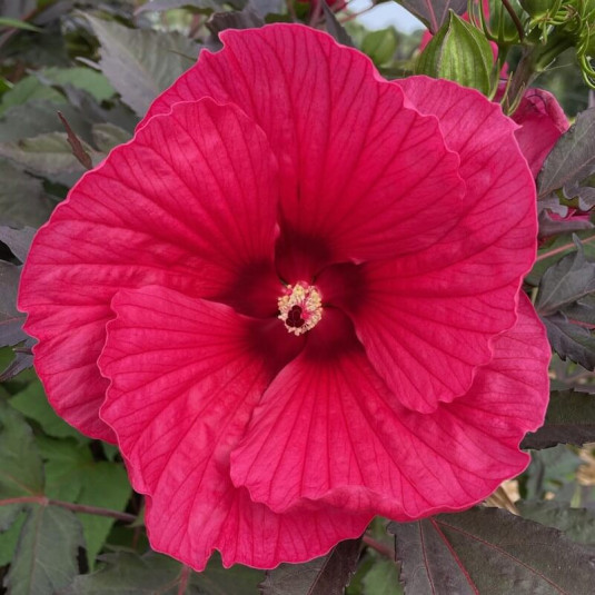 Hibiscus Carrousel®  'Pink Passion' - Hibiscus géant rose intense