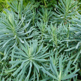 Euphorbia characias 'Blue Wonder' - Euphorbe des garrigues