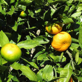 Citrus unshiu greffé sur Poncirus - Mandarinier Satsuma rustique